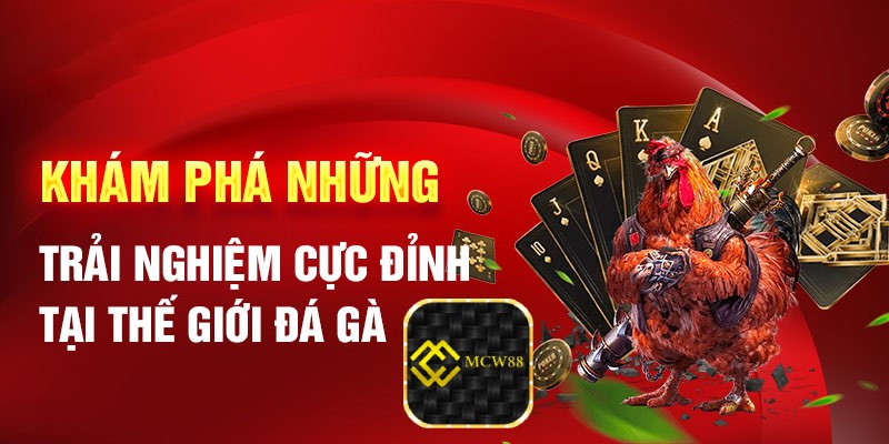 Đá gà siêu hấp dẫn cùng nhà cái